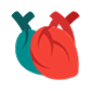 Cardiovascular System